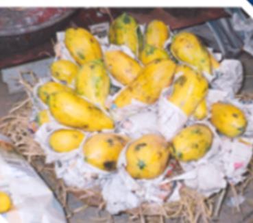Türlere göre kayıplara yol açan zararlanmalar Olgunlaşmamış meyve ve sebzeler Türler Hıyar Kabak Patlıcan Biber Bamya Taze fasulye
