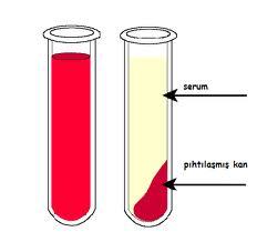 Eğer kanın pıhtılaşmasına izin verilirse, tüpün üstünde kalan sıvıya plazma değil Serum denir.
