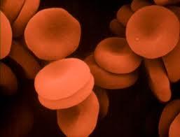 HEMATOPOEZİS (Kanın Şekilli Elemanlarının Yapımı) Hematopoez, periferik kan hücrelerinin, kemik iliğinde üretilmesi işlemidir.