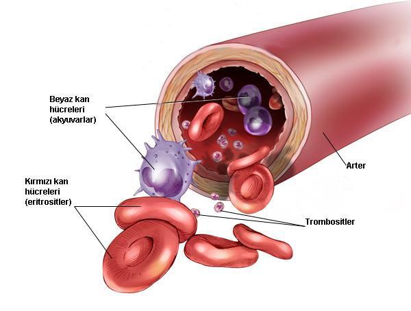 KANIN ŞEKİLLİ ELEMANLARI Hücreler eritrositler (kırmızı kan hücreleri), lökositler (beyaz kan hücreleri) ve trombositlerden oluşmaktadır.