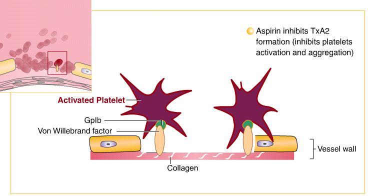 Asetilsalisilik Asit (COX-1