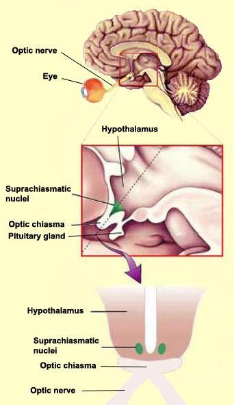 1- Sirkadiyen Sistem: Memelilerde sirkadiyen ritmi düzenleyen ana pacemaker yapı; anterior hipotalamusun suprakiazmatik çekirdeğidir (SCN).