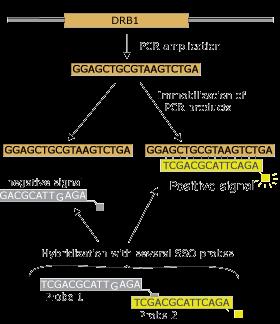 PCR-SSO Sekans-spesifik oligonükleotid problar kullanılır PCR ve sekans-spesifik oligonükleotid problarla hibridizasyonun kombinasyonu Amplifiye edilen DNA katı faza bağlanır (genellikle nitroselüloz