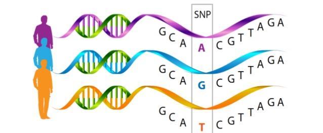 SNP (Single nucleotide polymorphism)-1 Populasyonun %1 inden fazlasında DNA sekansında tek bir baz