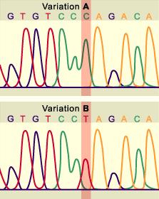 SNP (Single nucleotide polymorphism)-2 HLA-B*57:01 için tanımlayıcı: