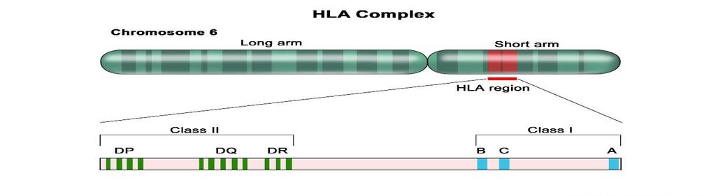 HLA molekülleri görevleri HLA Sınıf 1 molekülleri antijenleri sitotoksik T lenfositlere sunar İmmuniteyi indükler İmmun sistemde virüs ve bakteri gibi yapıların tanınmaları ve bu yapılara karşı cevap