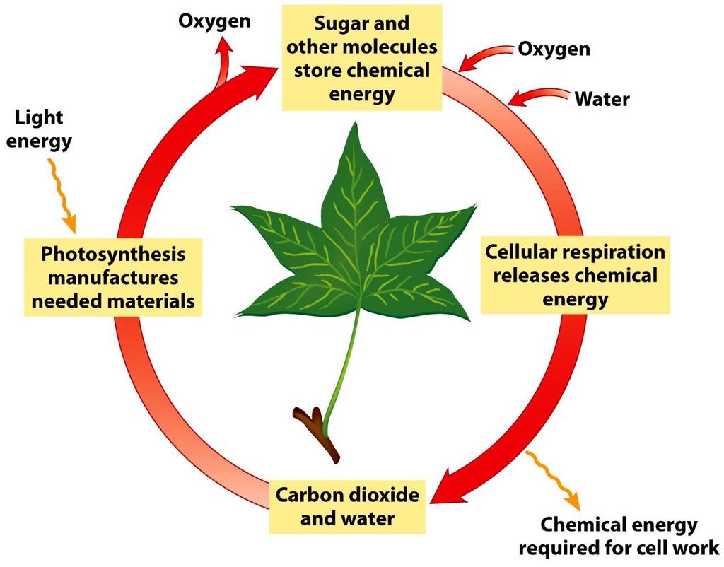 Fotosentez ve hücresel solunum Işık enerjisi Oksijen Şeker ve diğer moleküller enerjiyi depolar Oksijen Su Fotosentez