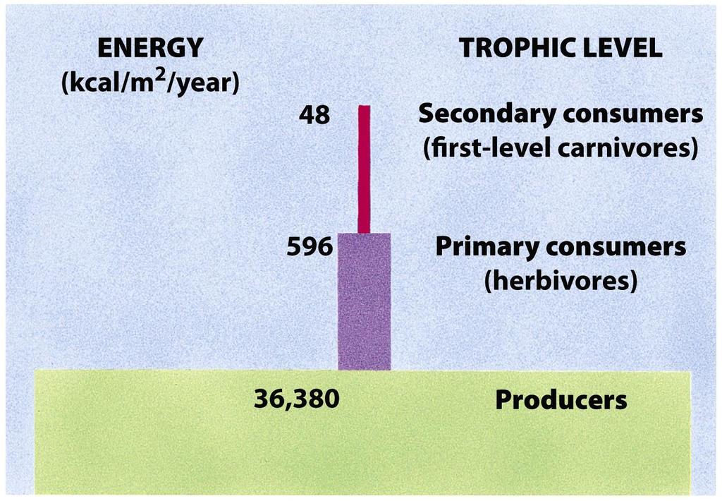 Enerji piramitleri Her trofik seviyede ne kadar enerji bulunduğunu ve bunun ne kadarının bir sonraki seviyeye aktarıldığını gösterir Bribirini takip eden trofik seviyelerde