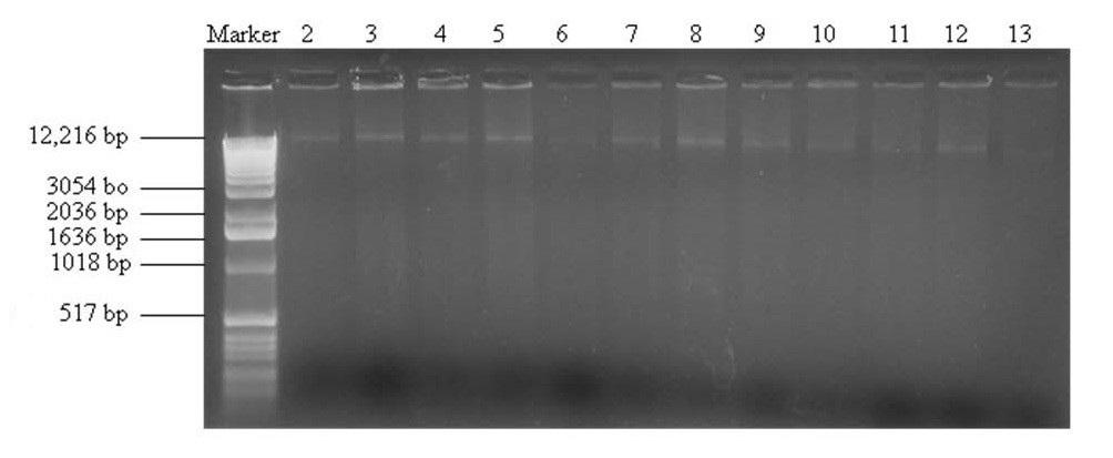 İstatistik İzolasyonu gerçekleştirilen C. albicans suşlarına ait genotipler ile C. albicans ATCC 90028 arasında fark gözlenmemesine rağmen elde edilen suşların birinin C.