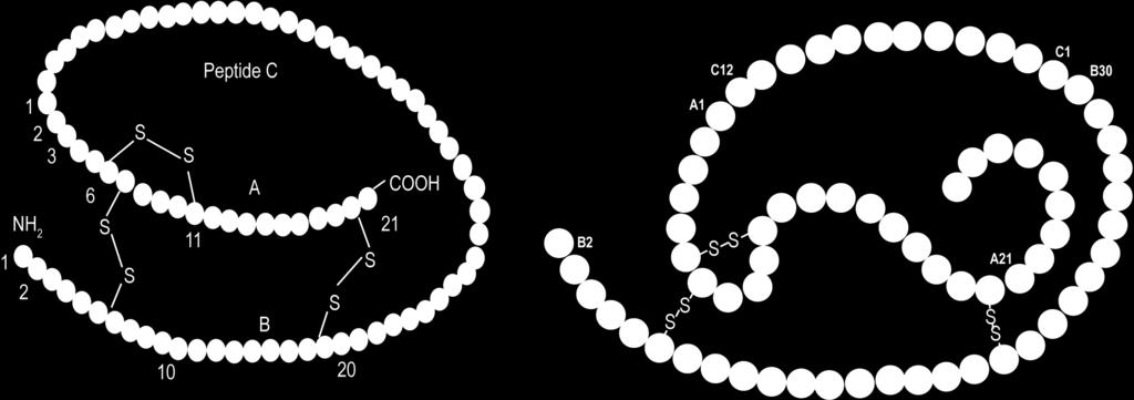 İnsülin ve IGF-1 aminoasit dizilimleri benzer İnsan insülin İnsan İGF-1 Metabolik aktivite ++ In vitro: yüksek konsantrasyonda mitojenik