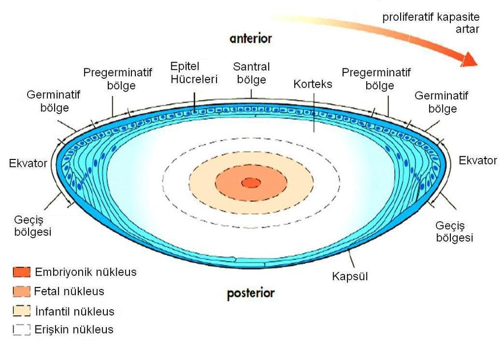 Şekil 1: Lens Anatomisi (32) Kapsül: Lens kapsülü, epitel hücreleri tarafından döşeli olan ve tip 4 kollajenden oluşan dıştaki elastik, şeffaf bazal zardır.