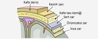 MERKEZİ SİNİR SİSTEMİ 11. SINIF ÜNİTE, KONU, KAZANIM VE AÇIKLAMALARI 11.1. İnsan Fizyolojisi 11.1.1. Denetleyici ve Düzenleyici Sistem, Duyu Organları c.