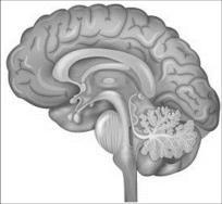 Merkezî sinir sisteminin inden beyin için; ön beyin ( uç ve ara beyin), orta beyin ve arka beynin (pons, omurilik soğanı, beyincik) görevleri kısaca açıklanarak beynin alt yapı ve görevlerine
