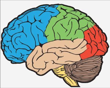 Ara beyin: Ön beyni oluşturan kısımlardan birisidir. Epitalamus, talamus ve hipotalamus bölgelerini içerir. -Epitalamus: Talamusun arka üst kısmında bulur.