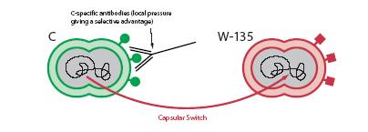 Serogrup Dağılımdaki Değişim ve Kapsül Değişimi (Switching) Bakteri polisakkarid kapsülünü değiştirerek bir serogruptan diğerine dönüşebilir.