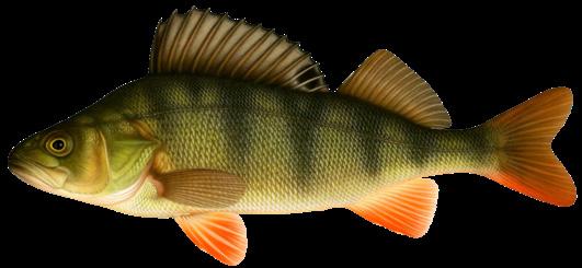 En yaygın dört balık türümüz Levrek Herhangi bir balıkçılık yöntemini