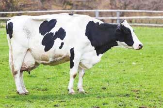 SÜT YEMLERİ SULTANIM 19 PROTEİN SÜT YEMİ LAKTASYON DÖNEMİ (SAĞIM DÖNEMİ BOYUNCA) Sağmal süt ineklerinde tüm laktasyon dönemi boyunca kullanılabilir.