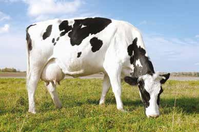 SÜT YEMLERİ KRALİÇEM 20 PROTEİN SÜT YEMİ LAKTASYON DÖNEMİ (SAĞIM DÖNEMİ BOYUNCA) Sağmal süt ineklerinde tüm laktasyon dönemi boyunca kullanılabilir.