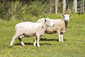 KÜÇÜKBAŞ YEMLERİ GÖZÜM KOYUN - KEÇİ SÜT YEMİ SAĞIM DÖNEMİ BOYUNCA Koyun ve keçilerin sağmal dönem beslenmesinde kullanılır.