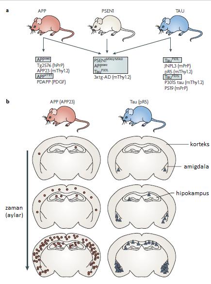 Şekil 2.8. Transgenik farelerde nörofibriler yumak ve plak üretimi.