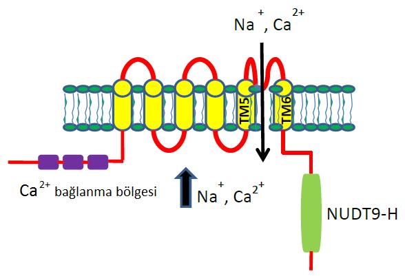 TRPM2 kanalı amino ve karboksil uçlarının her ikisi de sitozole bakan altı TM alanından oluşmaktadır (Şekil 2.10).