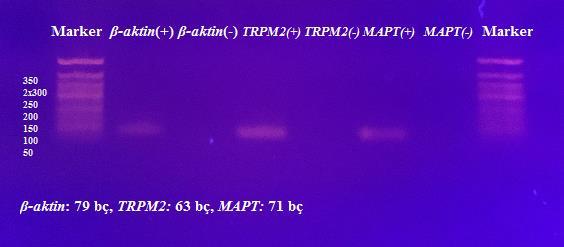 Şekil 4.6. β aktin, MAPT ve TRPM2 cdna larının PZR deki çoğalımının agaroz jel (%1,5) elektroforezi görüntüsü. Kullanılan DNA Markeri 50 bç DNA Markeri dir (Bioron, 50 bp, catalog no: 304007).