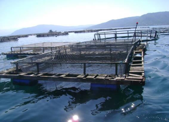 pazara sunmaktadırlar (Şekil 18). Ağ kafes işletmelerinin hepsi yaz aylarında satamadığı balıkları stoklayacak tatlısu işletmeleri ile baraj ağ kafes işletmelerine sahiptirler.