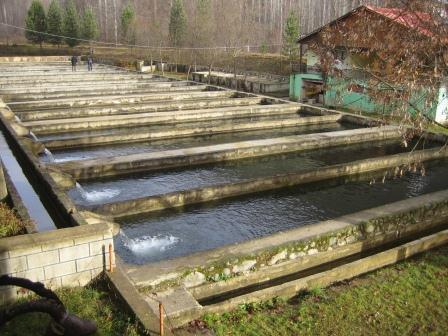 Çoruh'un maksimum debisi Artvin merkezine 2 km uzaklıkta yapımı süren Deriner Barajı yerinde 1264 m 3 /sn, minimum debisi ise 31,4 m 3 /sn'dir.