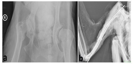 değerlendirmesi yapılarak yıl ve tanı grubuna göre bütüncül bir bakış açısı oluşturulmuştur (Şekil 2). Şekil 2. a) Köpek Corpus mandibula, plak osteosentez. b) Caretta caretta Kranioplasti.