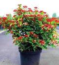 Cotoneaster Viburnum Tinus