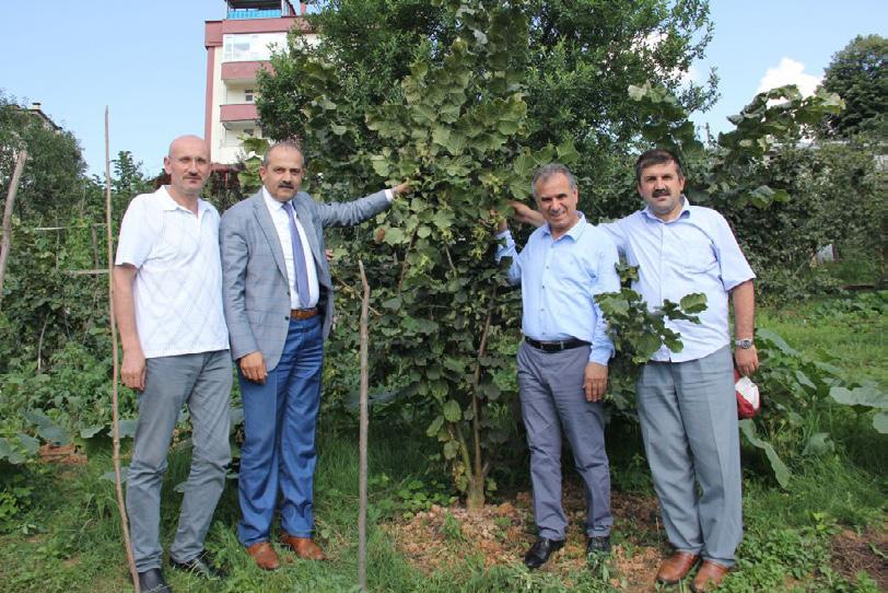 Merkezi Giresun da bulunan Fındık Araştırma Enstitüsü Müdürlüğü tarafından yapılan deneme çalışmalarından olumlu sonuçlar alınması üzerine Türkiye de de çok ağaçlı sistem olan ocak şekli terk