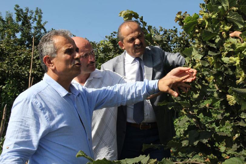 Borsamız 2014 yılında hayata geçirilen Fındıkta Verim ve Kaliteyi Arttırma Projesi kapsamında, Türkiye de ilk olarak tek gövdeli ve aşılı ağaç sistemine sahip bahçe Trabzon un Ortahisar ilçesinin