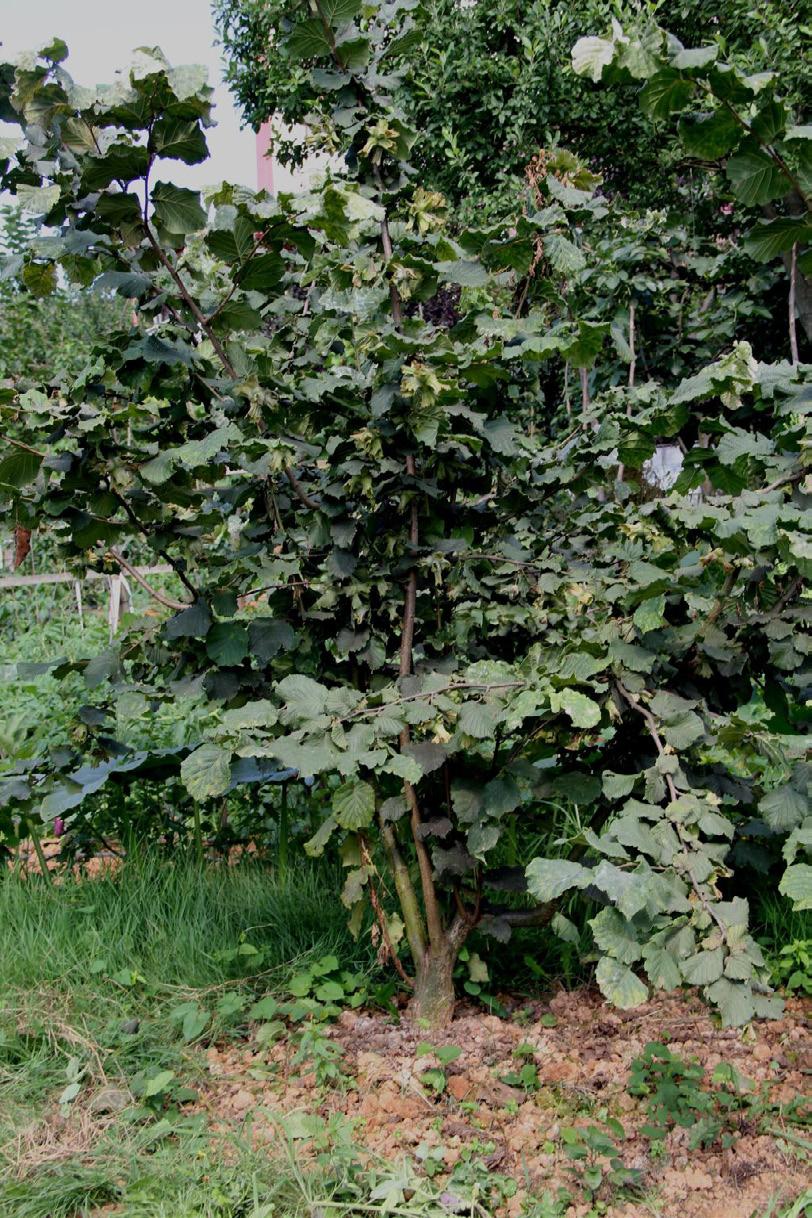 Bahçeye Bolu ağacı denilen gövde üzerine aşılama yapılarak kondurulmuş 40 fidan 5 er metre aralıklarla dikilirken, bahçeden bu yıl dekara 500 kilogram verim alınması bekleniyor.