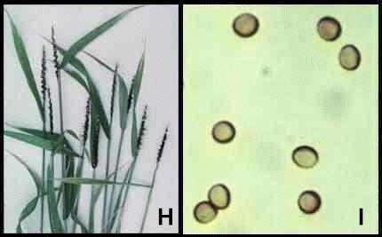 ..vs Histoplasma capsulatum: Eski yarasa ve kuş