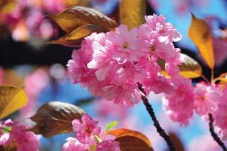 KELEBEKLER VADİSİ Baharın müjdecisi olarak bilinen ve olağanüstü güzellikleriyle Dikmen Vadisi ni süsleyen Japon Kiraz Ağacı (Sakura) çiçekleri, Başkentlilerin bu büyülü