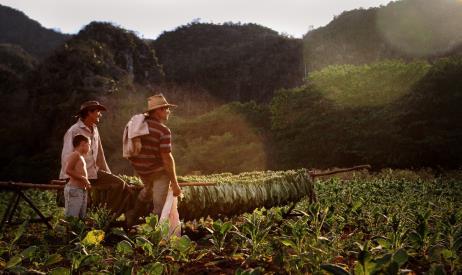 resmi Pinar del Río ya hareket Dünyanın en iyi tütünlerinin yetiştirildiği Pinar del Río da bir tütün çiftliğine ziyaret