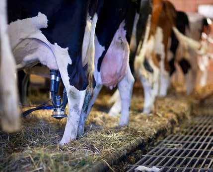 Gündem İnek Sütündeki Antibiyotik Oranı Yüksek BİLLAG yerine Çok verimli ineklerin memeleri genellikle iltihaplanır. İsviçreli çiftçiler ise bundan dolayı fazladan antibiyotik kullanırlar.