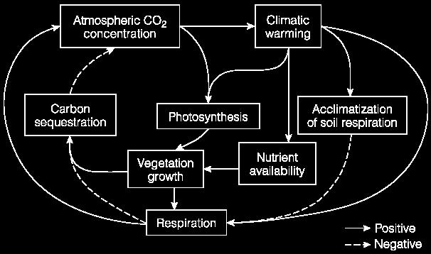 Karbon salınımı Fotosentez Toprak solunumunun