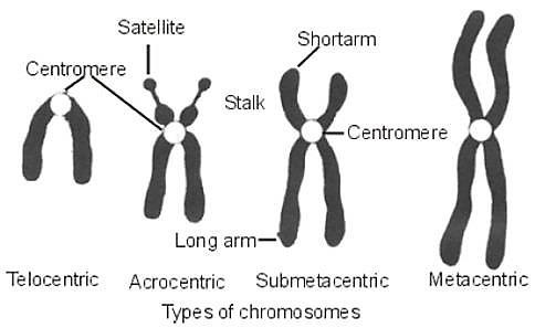 KROMOZOMLARIN SINIFLANDIRILMASI Sentromerin kromozom kollarına yerleşimine