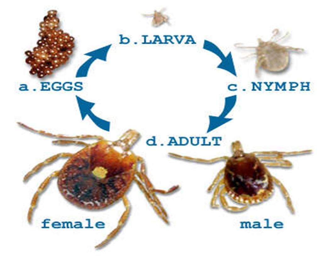 Rezervuar ve vektör Ixodes keneleri üç farklı şekilde bulunur: Larva, nimf, erişkin Keneler infekte hayvandan beslenirken infekte olurlar. Keneler evrimlerinin her aşamasında bir defa beslenirler.