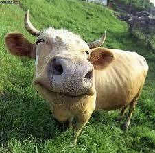 Bir sığırın canlı ağırlığı Bir sığırın canlı ağırlığını bulmak için, göğüs çevresinin karesi ile vücut uzunluğu ve 87,5 kat sayısı çarpılır. Yani, P= c 2.h.
