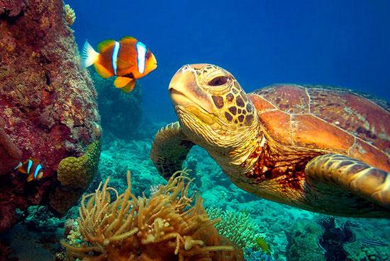 İnorganik ortam git gide organikleşir. Mercan resifleri bu nedenle canlılığın en zengin olduğu ortamların başını çeker. Sayısız hayvan ve bitki türünü bünyesinde barındırır.