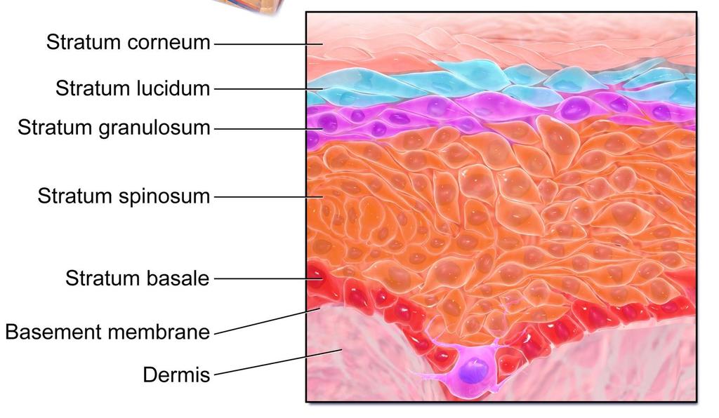 Epidermis