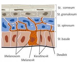 Epidermis Melanosit Hücreleri Deri UV ışınlarından nasıl korunur?