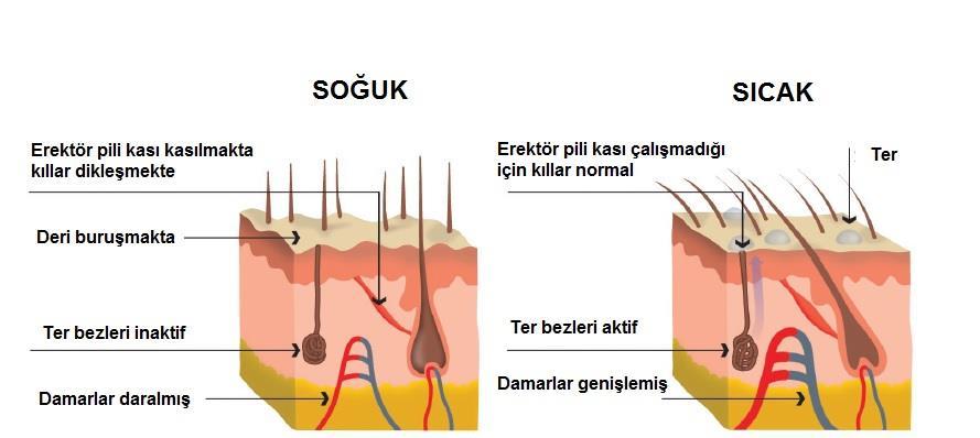 Dermis Sıcak ve