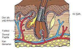 Dermis Kıllar Kıl follikülü epidermisin dermis içine doğru adeta bir eldiven parmağı gibi bütün katları