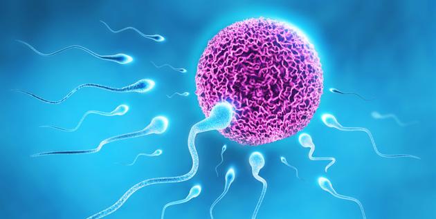 Aynı gün erkek de örnek verir ancak erkeğin spermleri mastürbasyon yoluyla elde edilemiyorsa yani spermler verilen örnekte çok azsa veya yoksa operasyonla alınmak zorunda kalınabilir (TESE veya