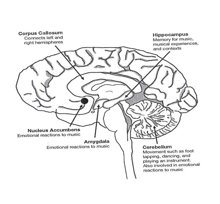 MÜZİK Müzik(filtresiz, filtreli, fraktal) Müzik, limbik sistemi ve diğer beyin yapılarını (frontal lob ve serebellum