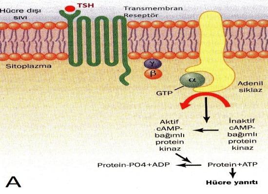 iyodürün organikleşmesini, follikül hücresinde H 2 O 2 oluşumunu artırmak suretiyle hızlandırır. Tiroid follikül hücreleri bir otoregülasyon mekanizması ile TSH ya duyarlılıklarını ayarlayabilir(14).