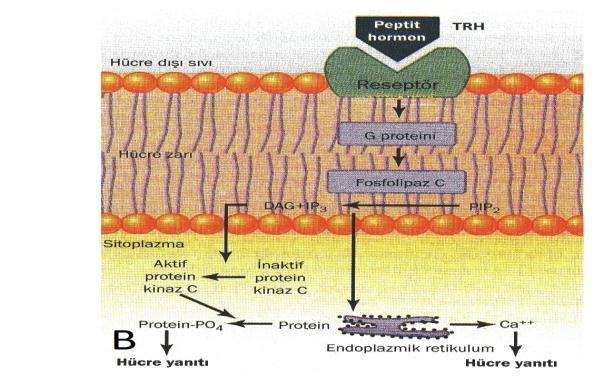 TSH nın bazal membran yüzeyindeki özgül TSH reseptörlerine bağlanması, membranda adenilat siklazı aktive eder, bu da hücrede camp oluşumunu artırır.
